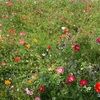 meadowkgc